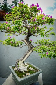 Bougainvillea at National Bonsai and Penjing Museum