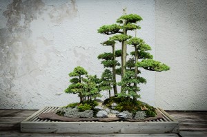 Juniper at National Bonsai and Penjing Museum Foemina